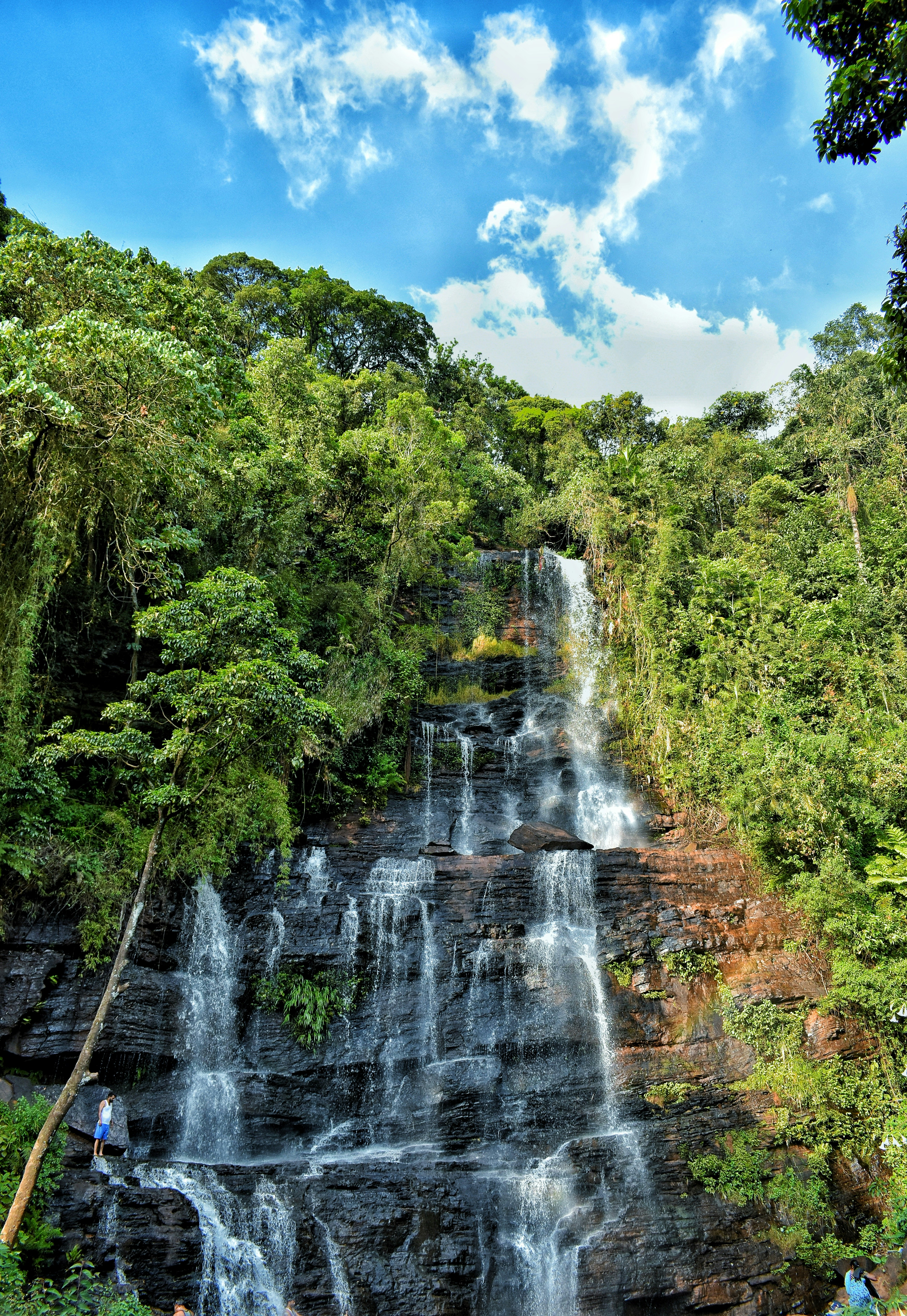 Coffee plantation